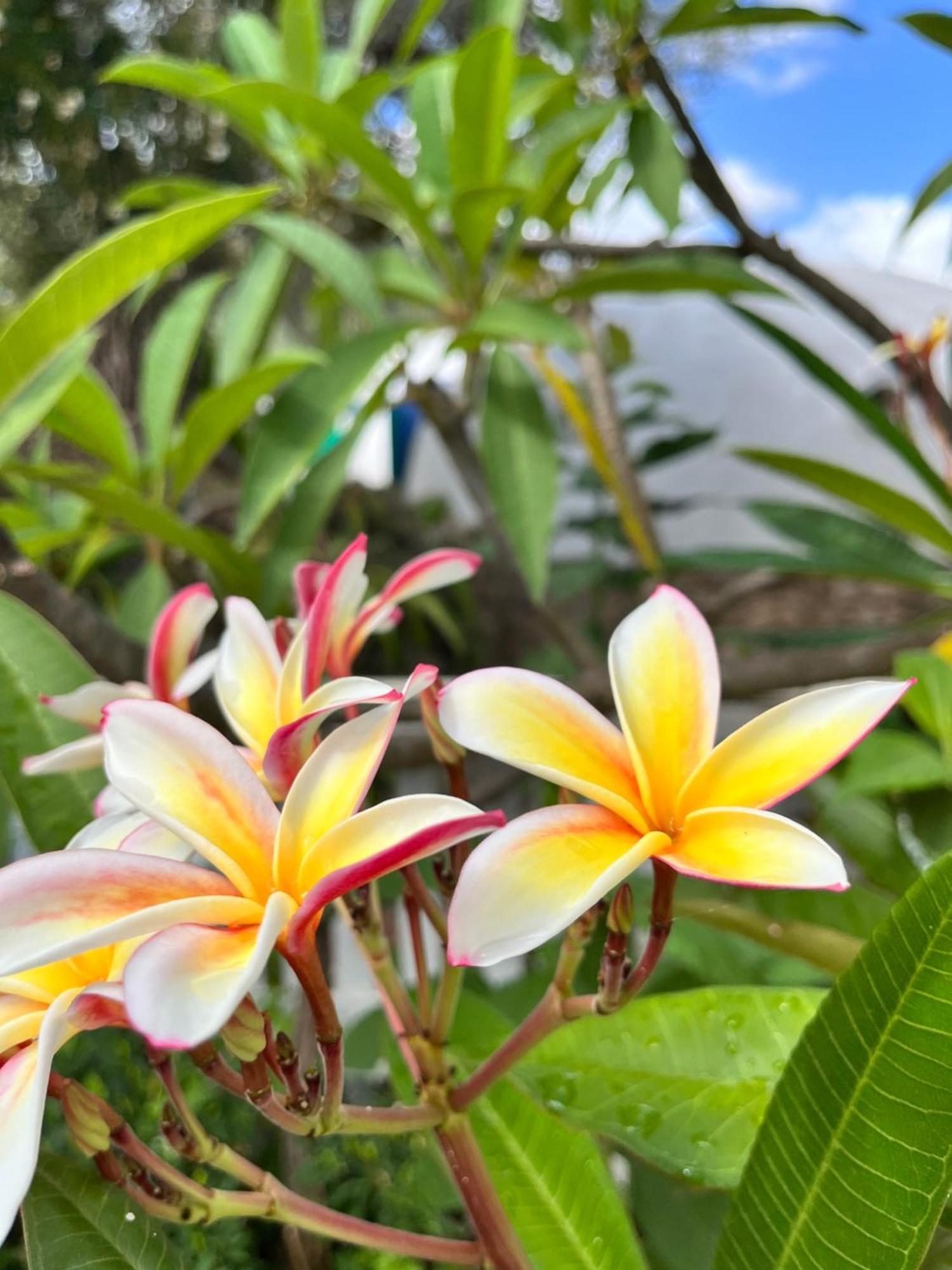 Giardino Di Sicilia Guest House SantʼAgata di Militello Екстериор снимка